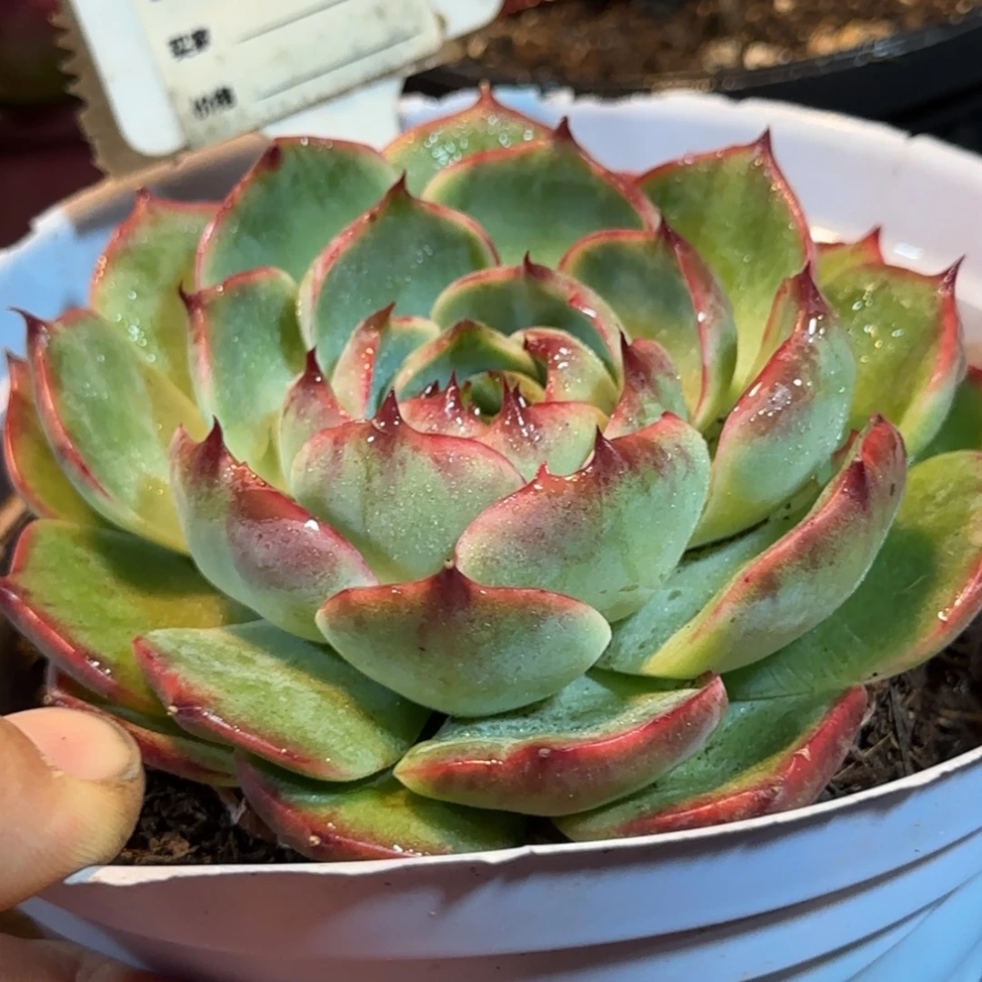 惊鸿一物一拍包装收缩花旱865