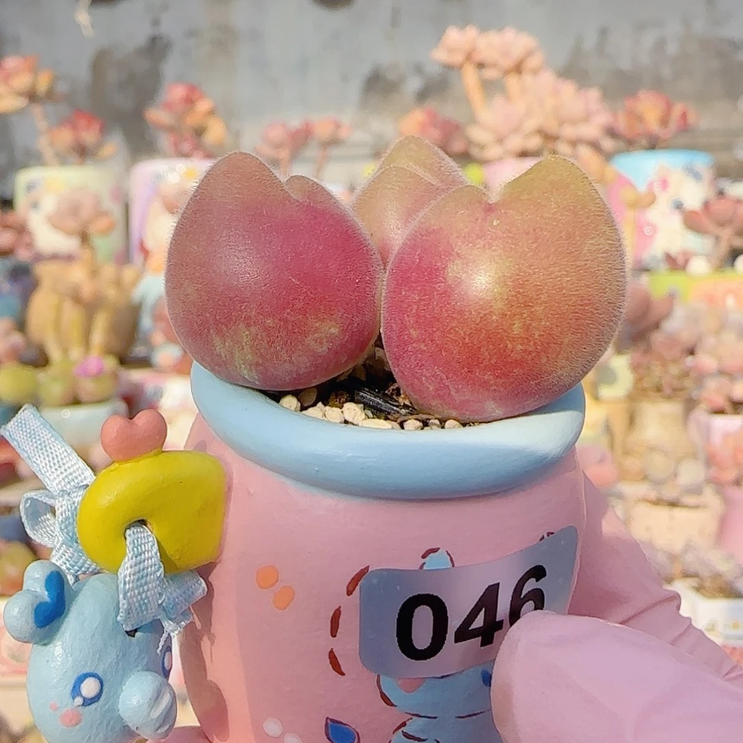 粉红毛翠 盆口3cm