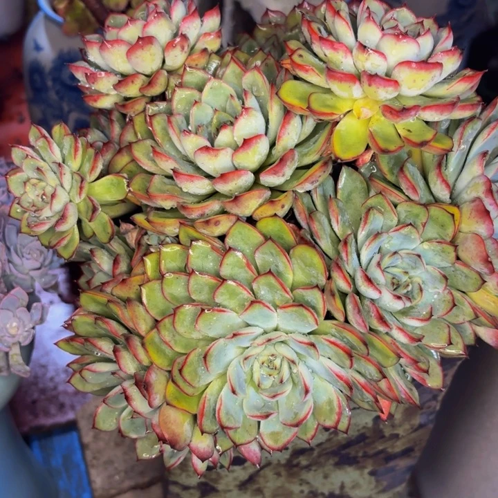 牛***嫂老桩精品肉肉荷花