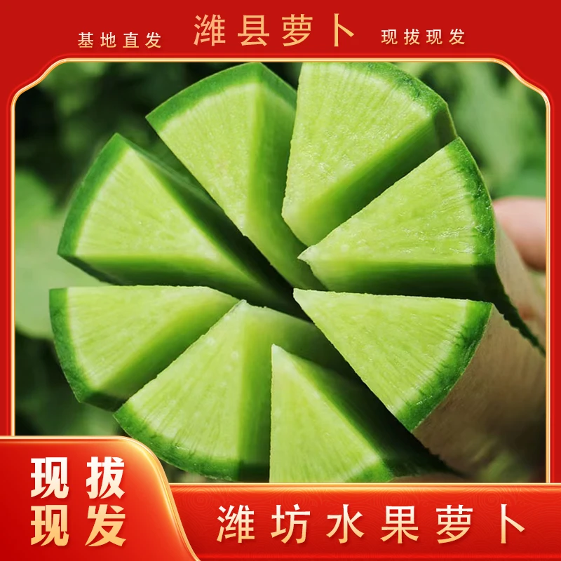 净重五斤萝卜潍坊正宗水果萝卜脆甜多汁不辣不苦风味十足