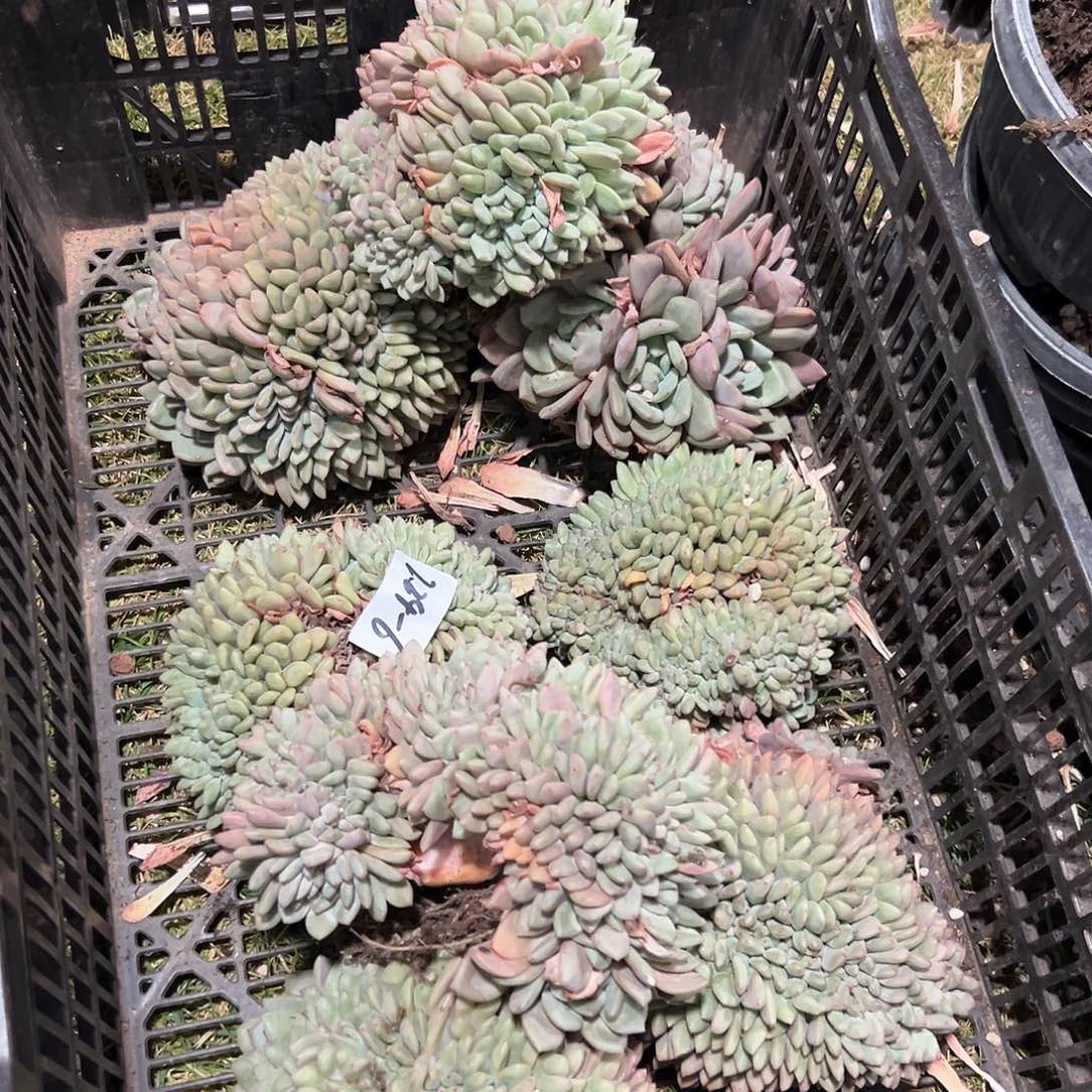 224-6叶插大爱丽儿缀化多肉随机