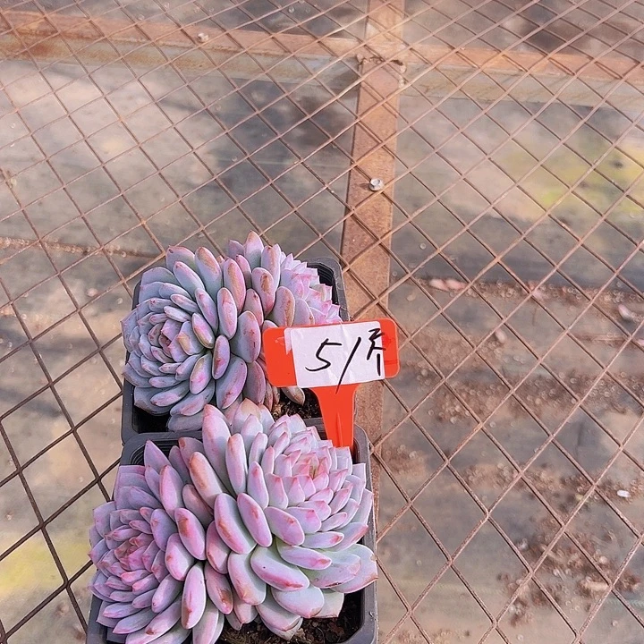 51星星辰2个带盆多肉