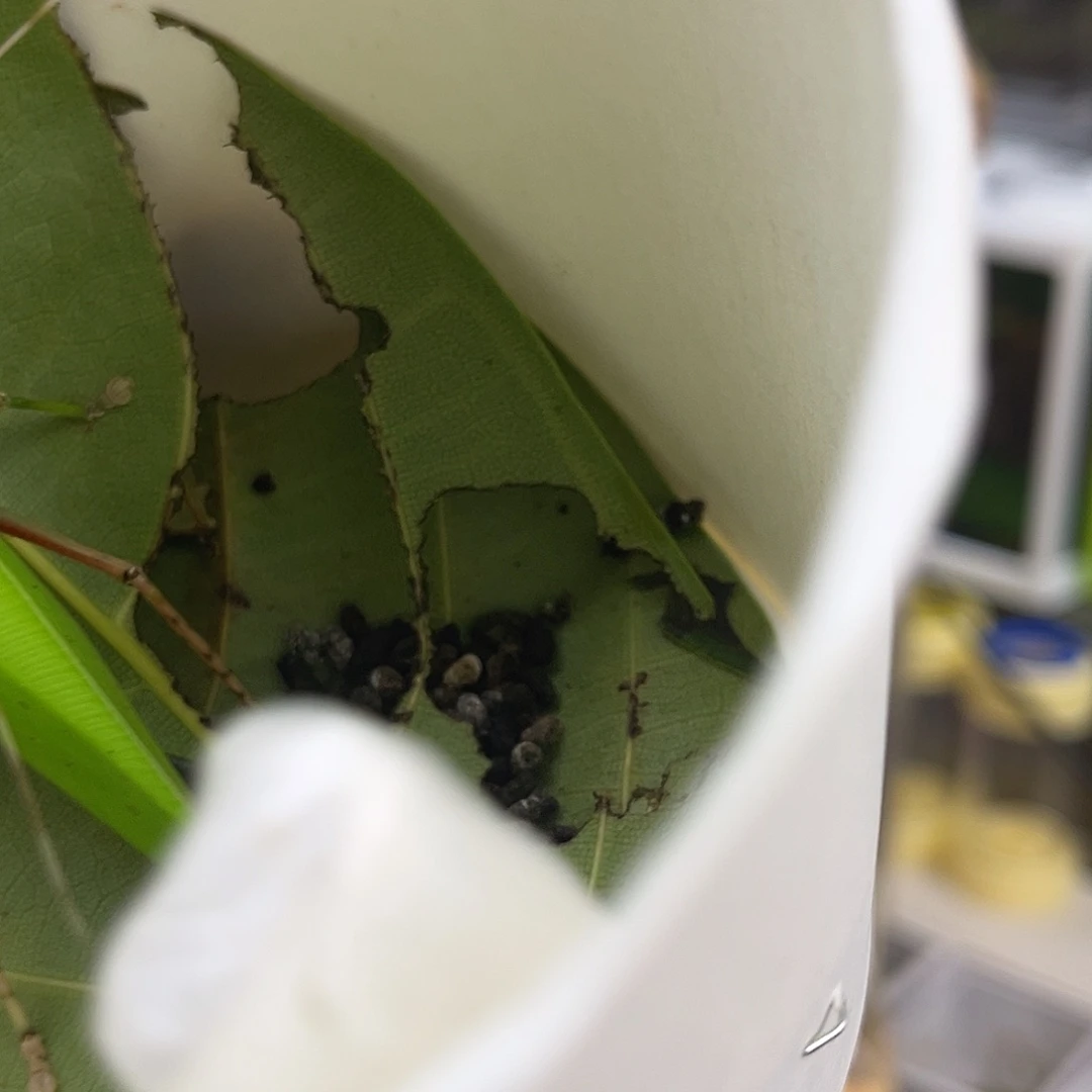 明***续1条全品海南素贝哈哈哈哈哈