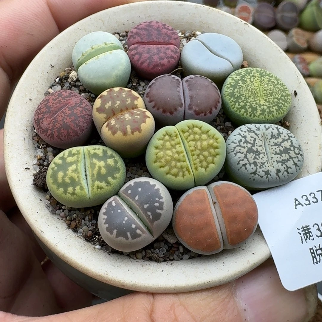 337不含盆哈哈哈哈
