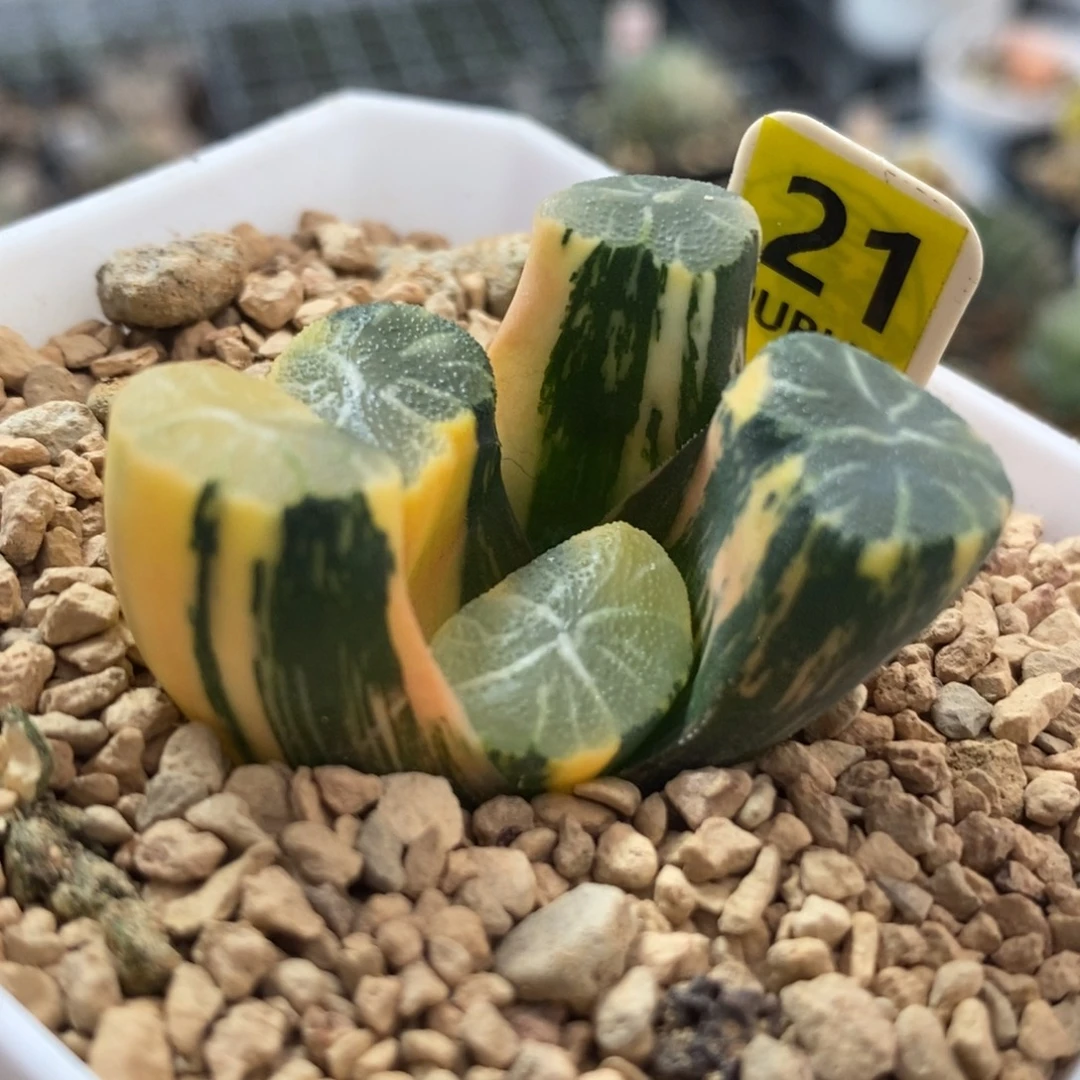 21白妙万象锦一物一拍