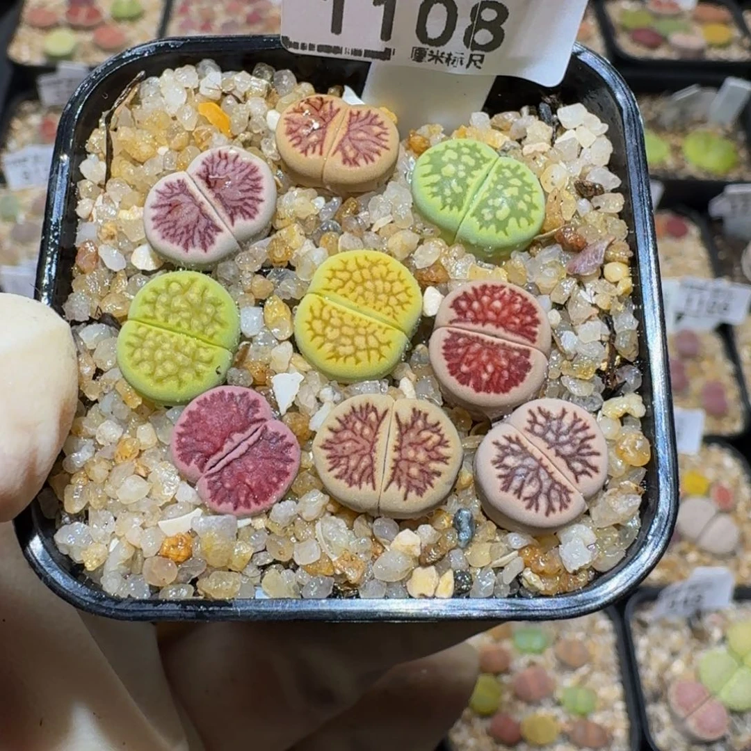 芒***莓Sssss精品生石花1108