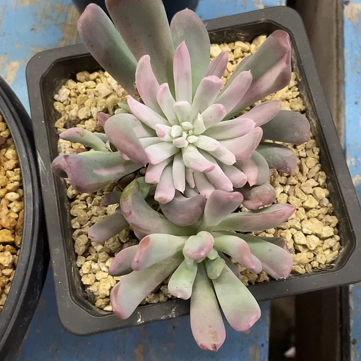 薄荷锦哦哦哦哦哦