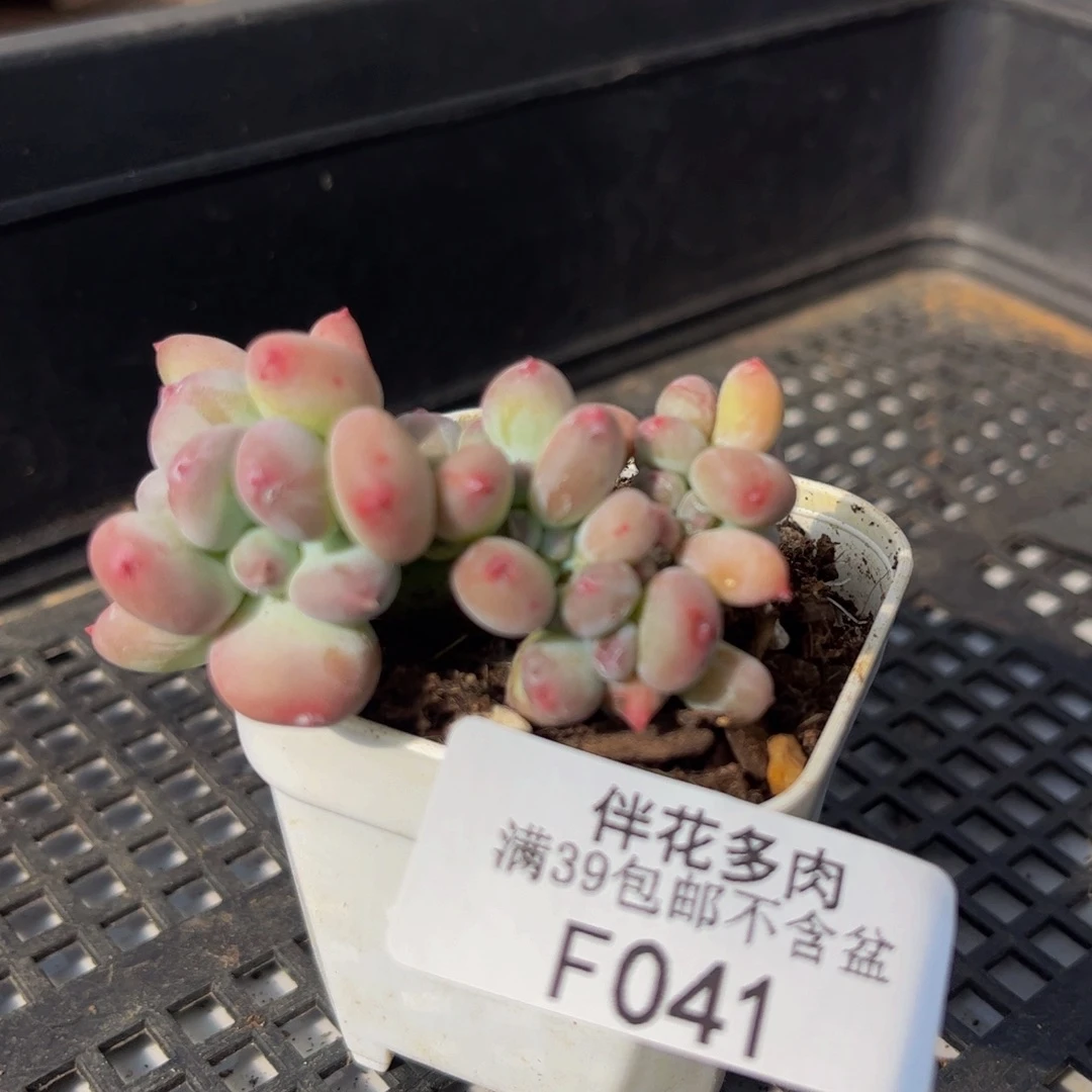 041-苹果奶缀化多肉4cm