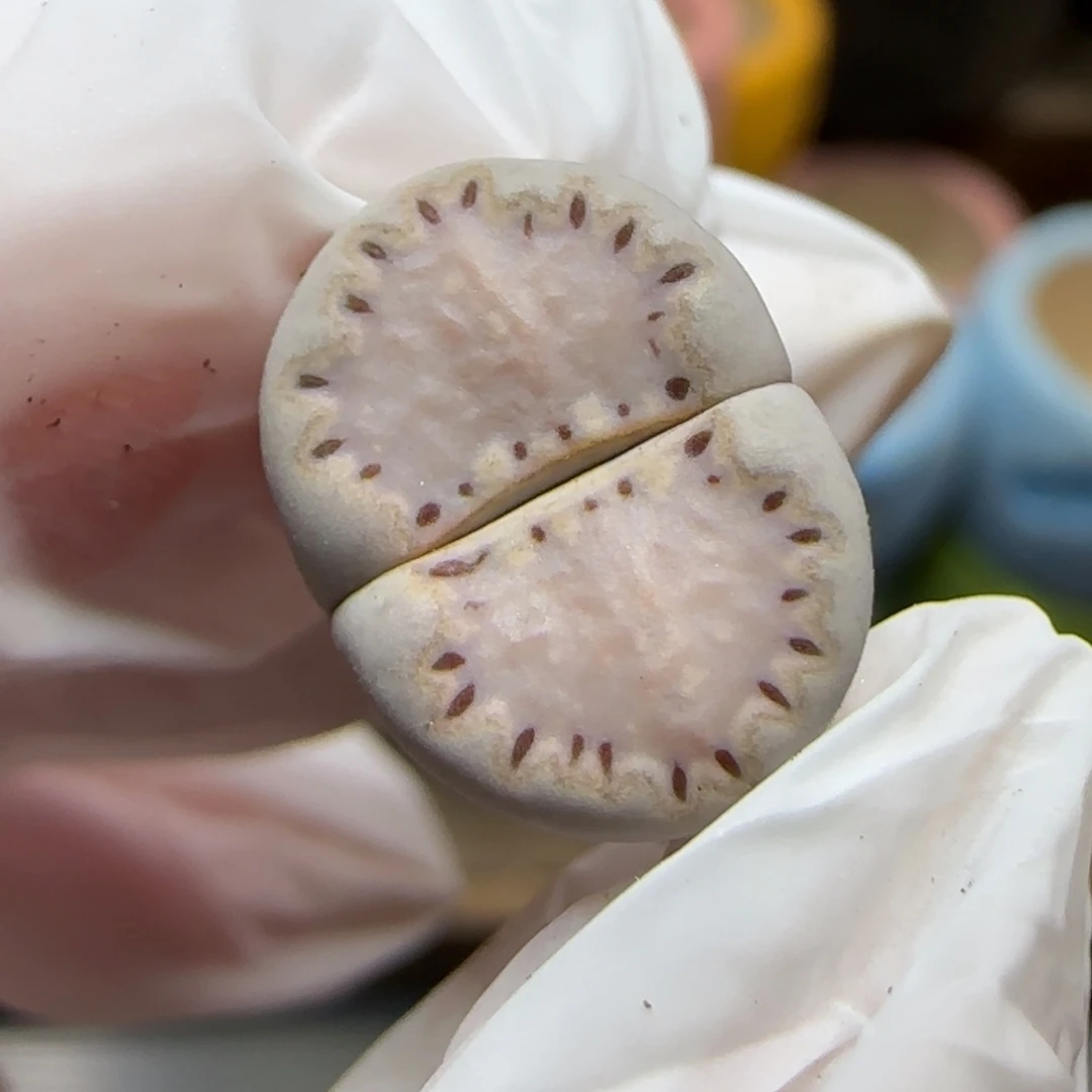 11.30.1621.015饼干.9021尺寸1.4cm