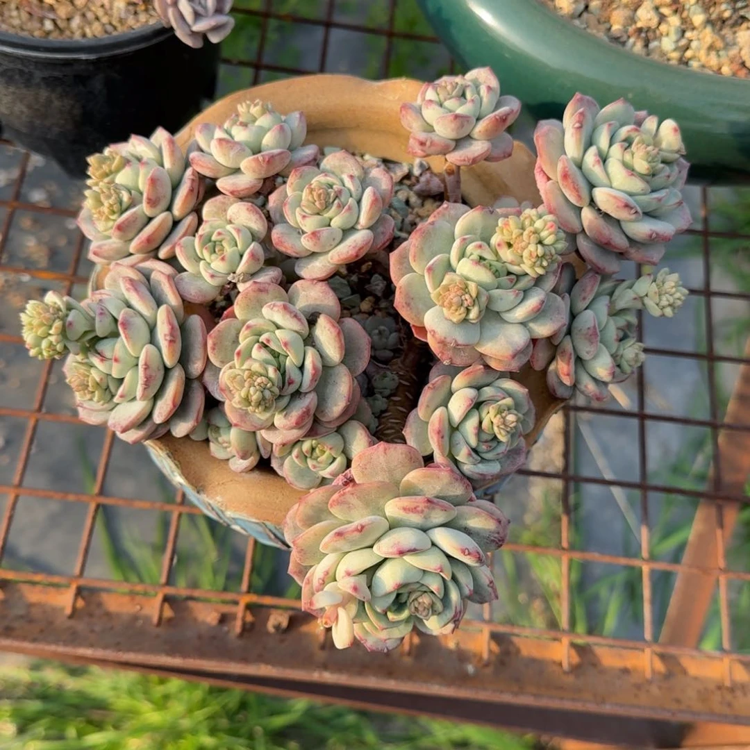 香草精控多肉植物