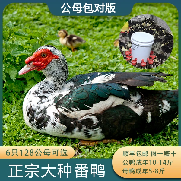 正宗大种番鸭红头鸭洋鸭凤头鸭宠物鸭西洋鸭活体发货