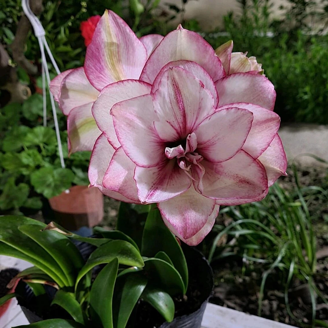 「醉清风【情人】」  进口朱顶红 重瓣  多年生 开两个花剑