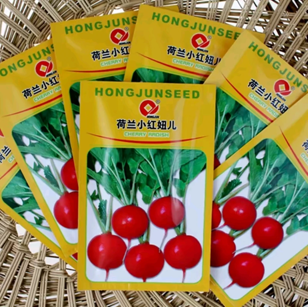 优籽农科种业荷兰小红妞儿樱桃萝卜种子籽水萝卜小萝卜蔬菜种子籽