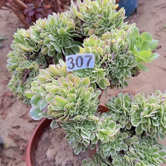 数***生多肉植物一个有伤白凤