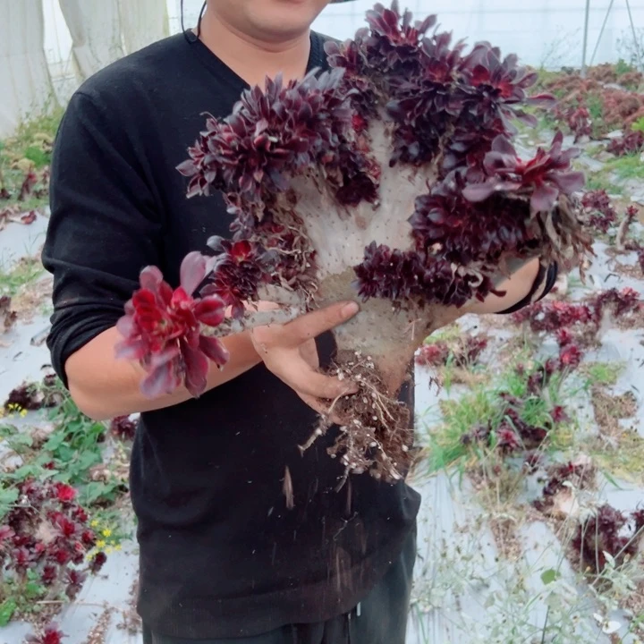 丽娜醉话127号多肉法师
