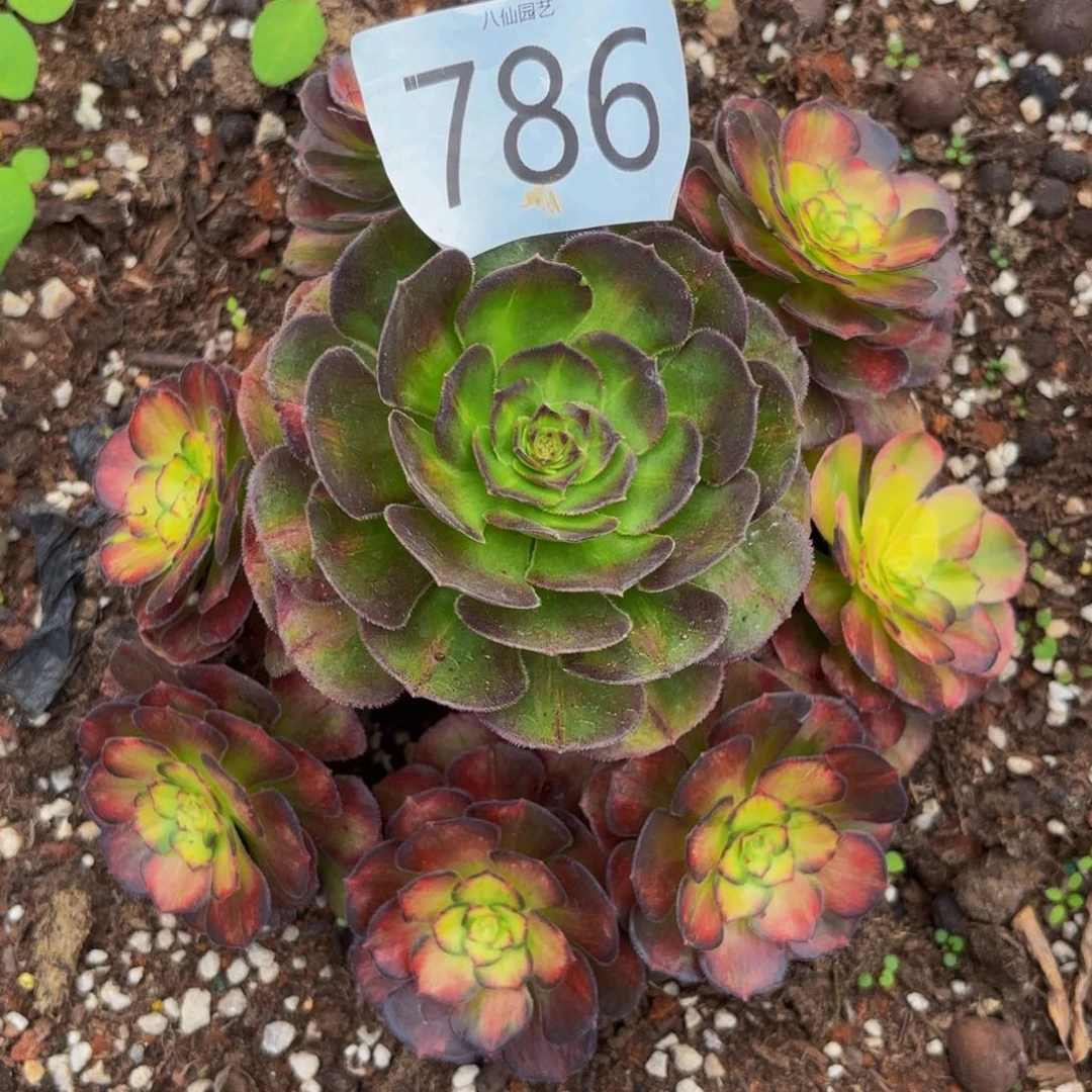 786多肉植物海王七彩