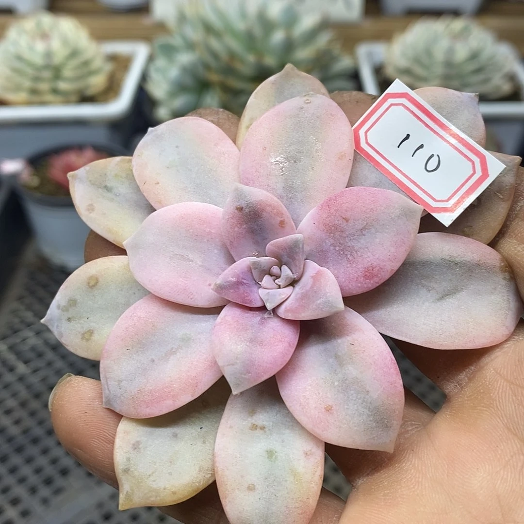 08110 华丽风车覆轮锦头盖