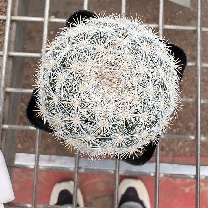 实生满月单头5仙人球