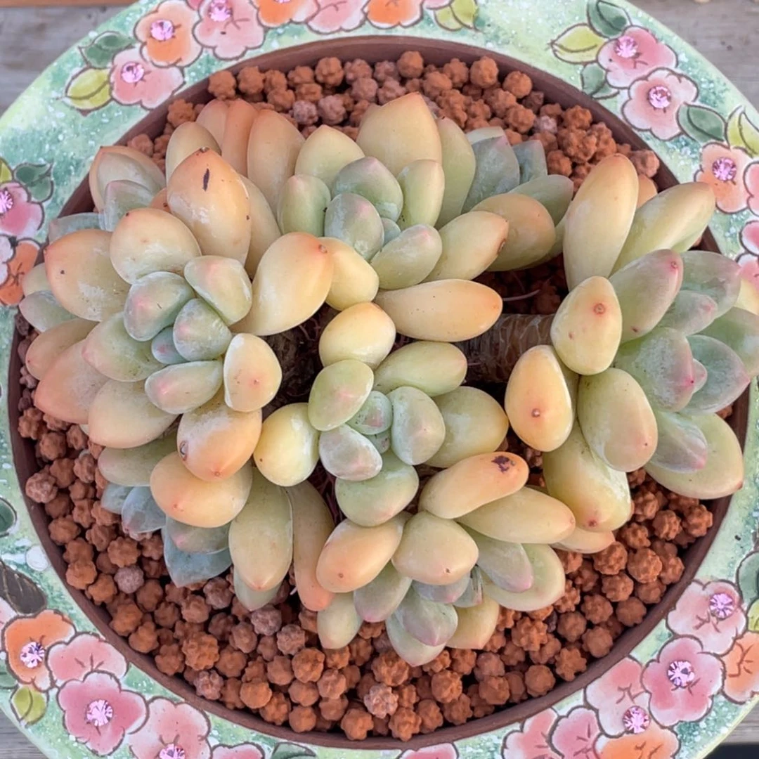 白底奶酪体香水无砍无摘