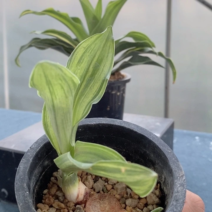 不**嫌f k c j c j c j f j c j f