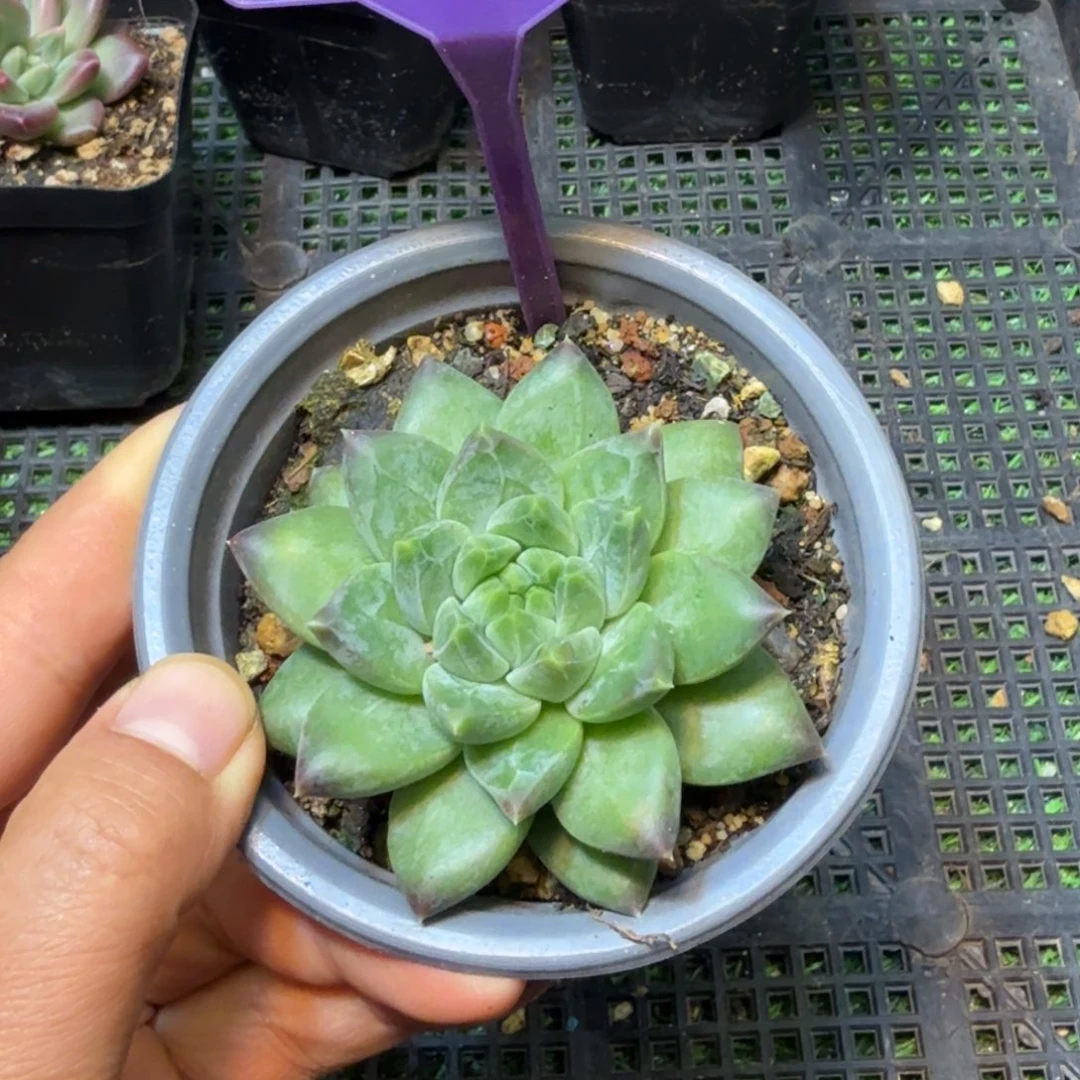 暗纹美人多肉植物840