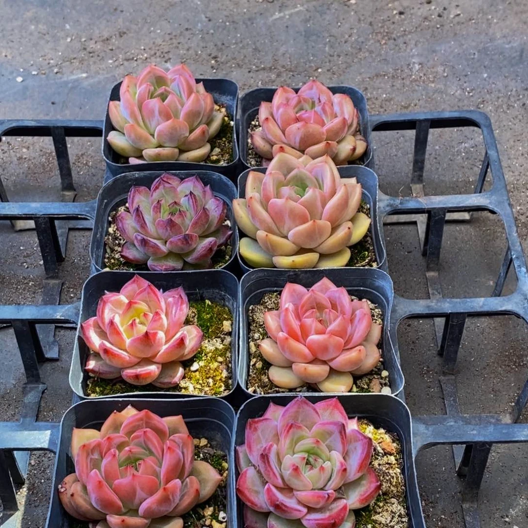 020的人在一起的钱钱钱都