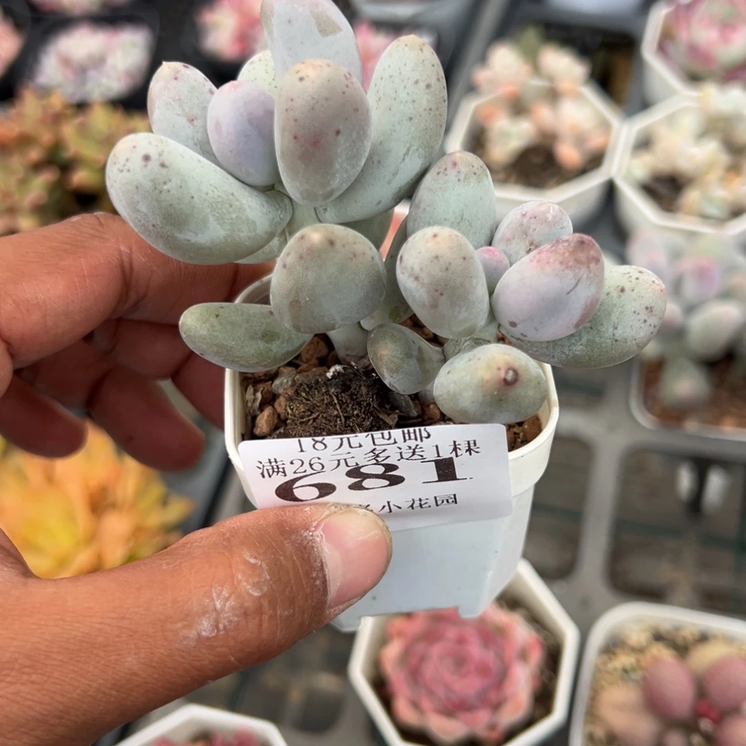 681号双头米可奶酪一物一拍