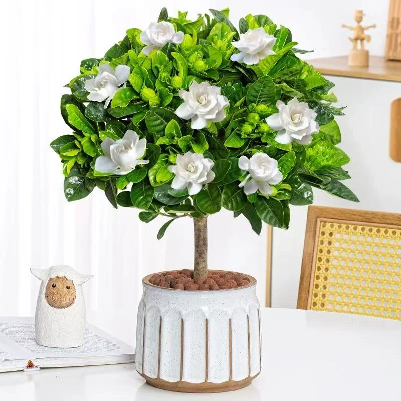 栀子花盆栽花卉植物室内阳台水培绿植茉莉花四季好养九里香花卉