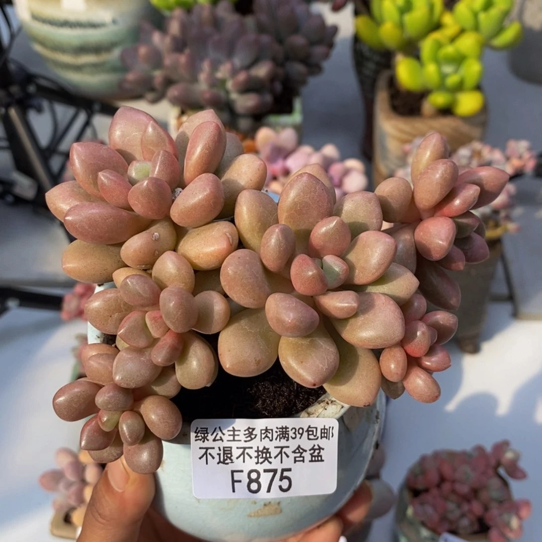 先锋派875/10cm多肉