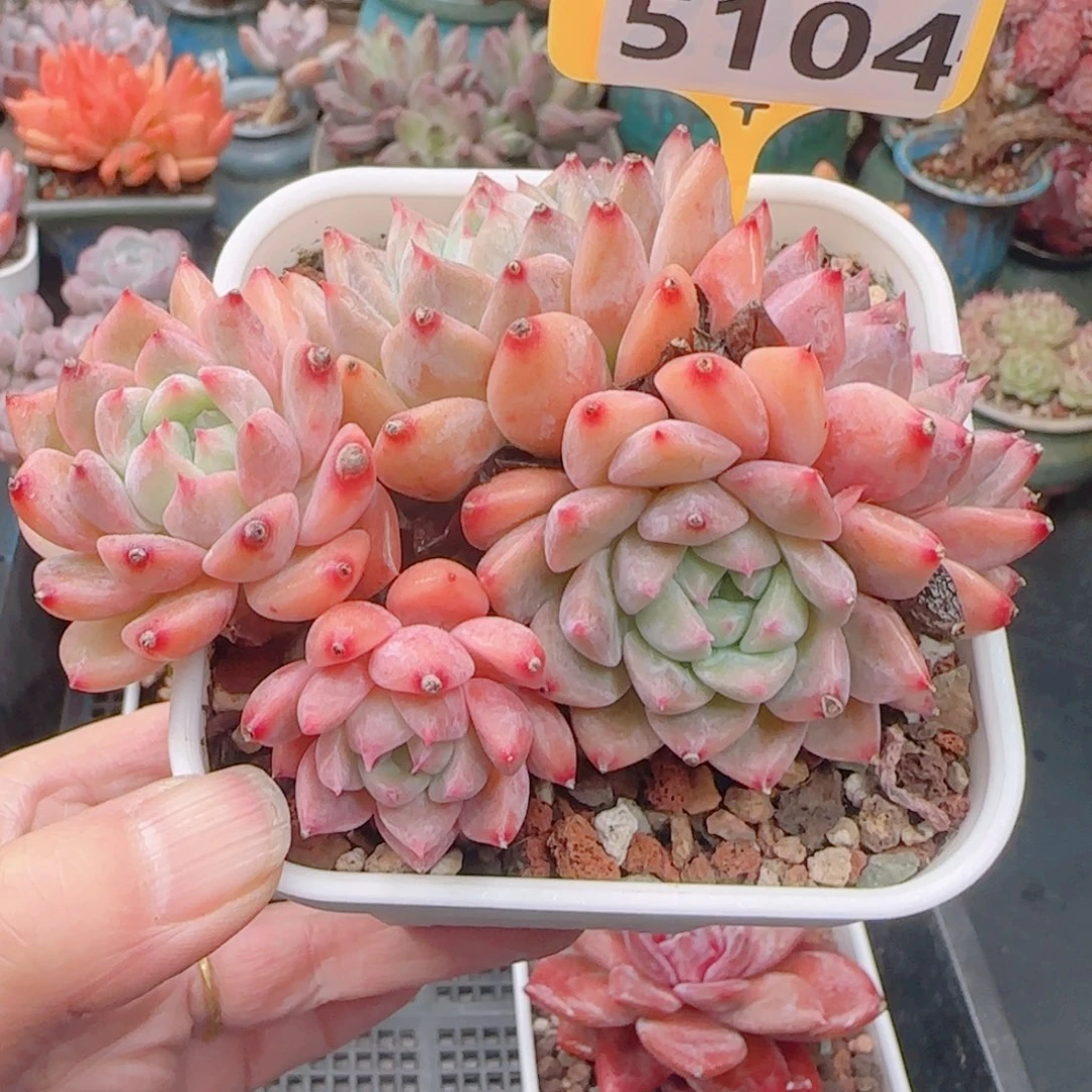多肉植物5104………………