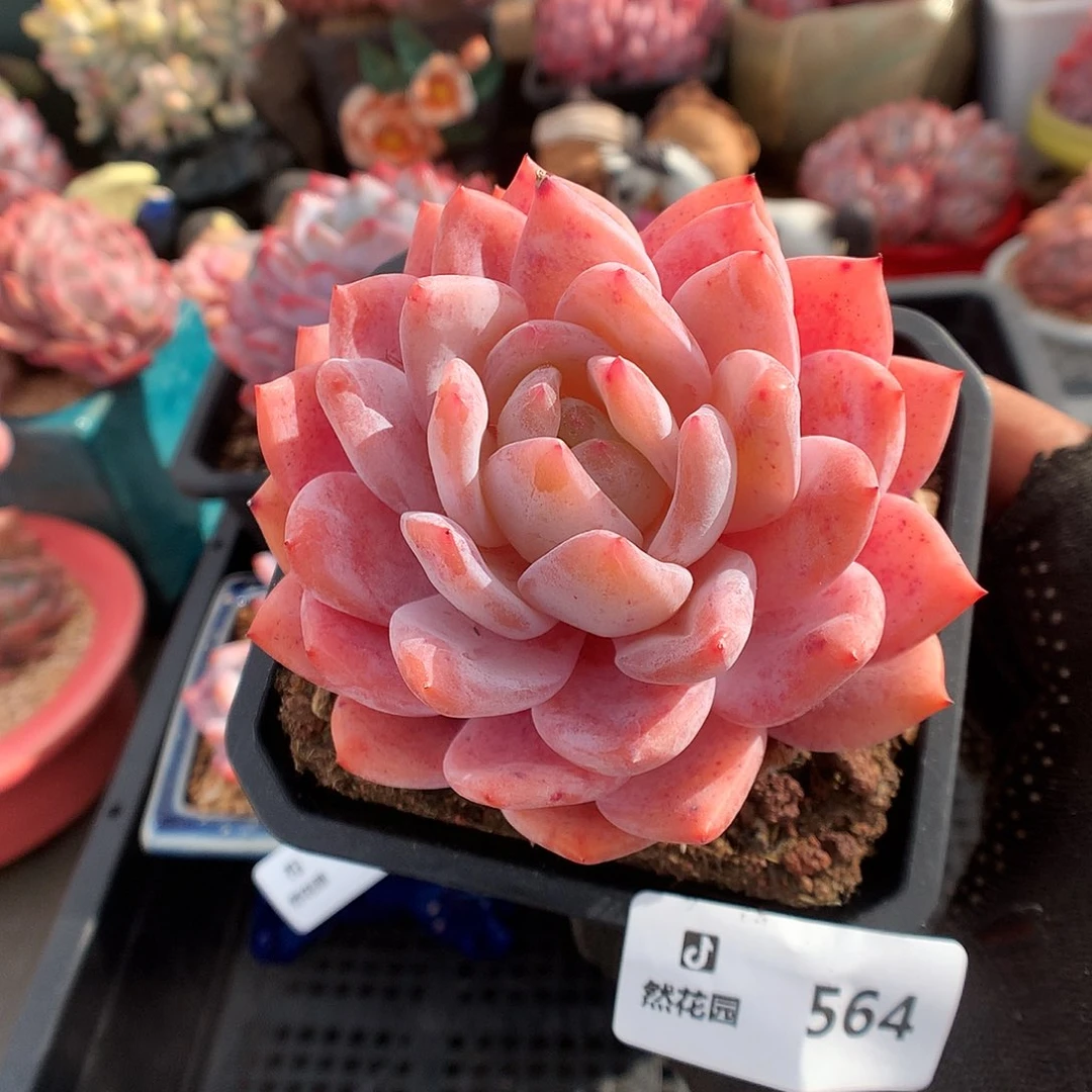 564胭脂橙多肉植物6666