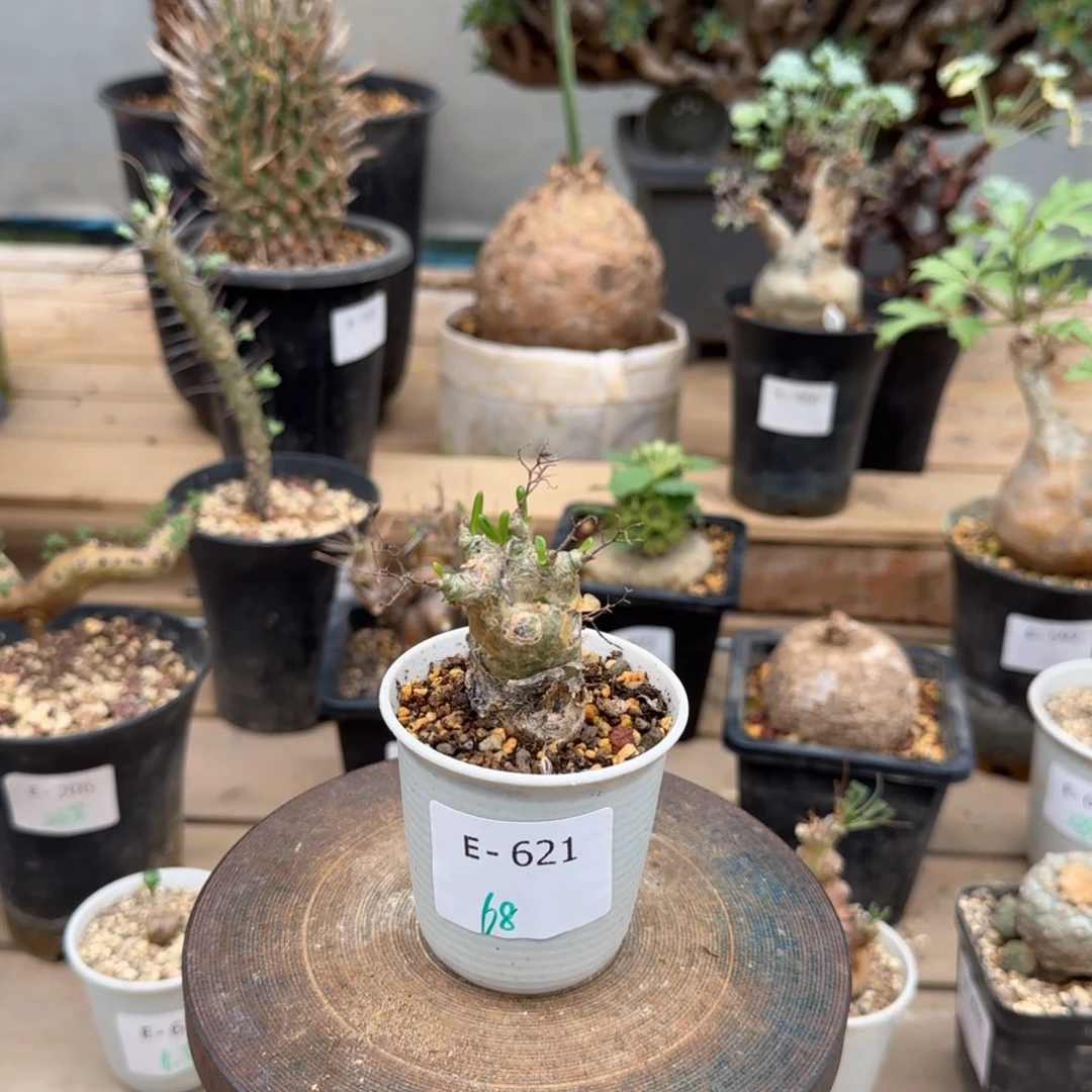 621万物想奇峰锦块根植物