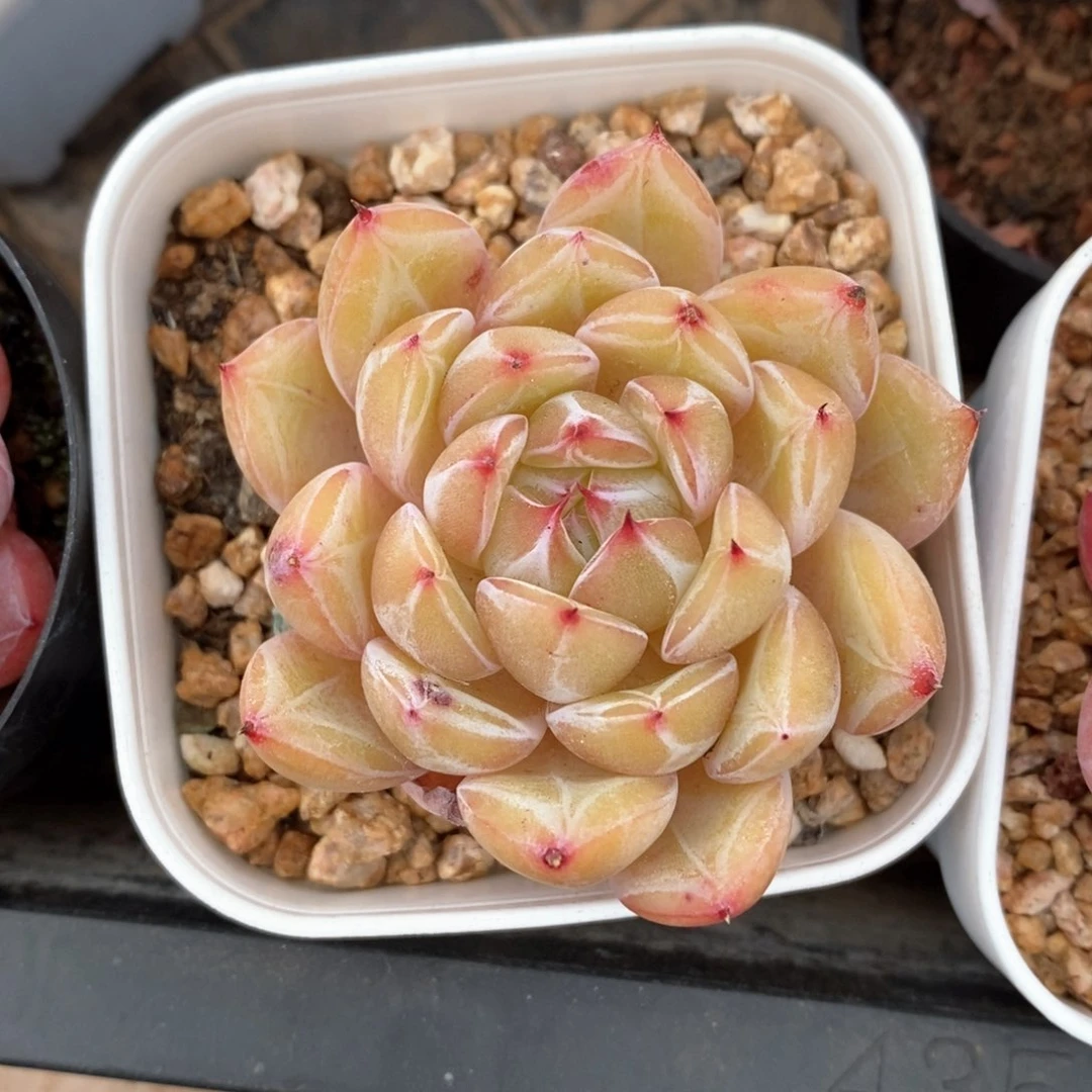 精品多肉一物一拍不包整12