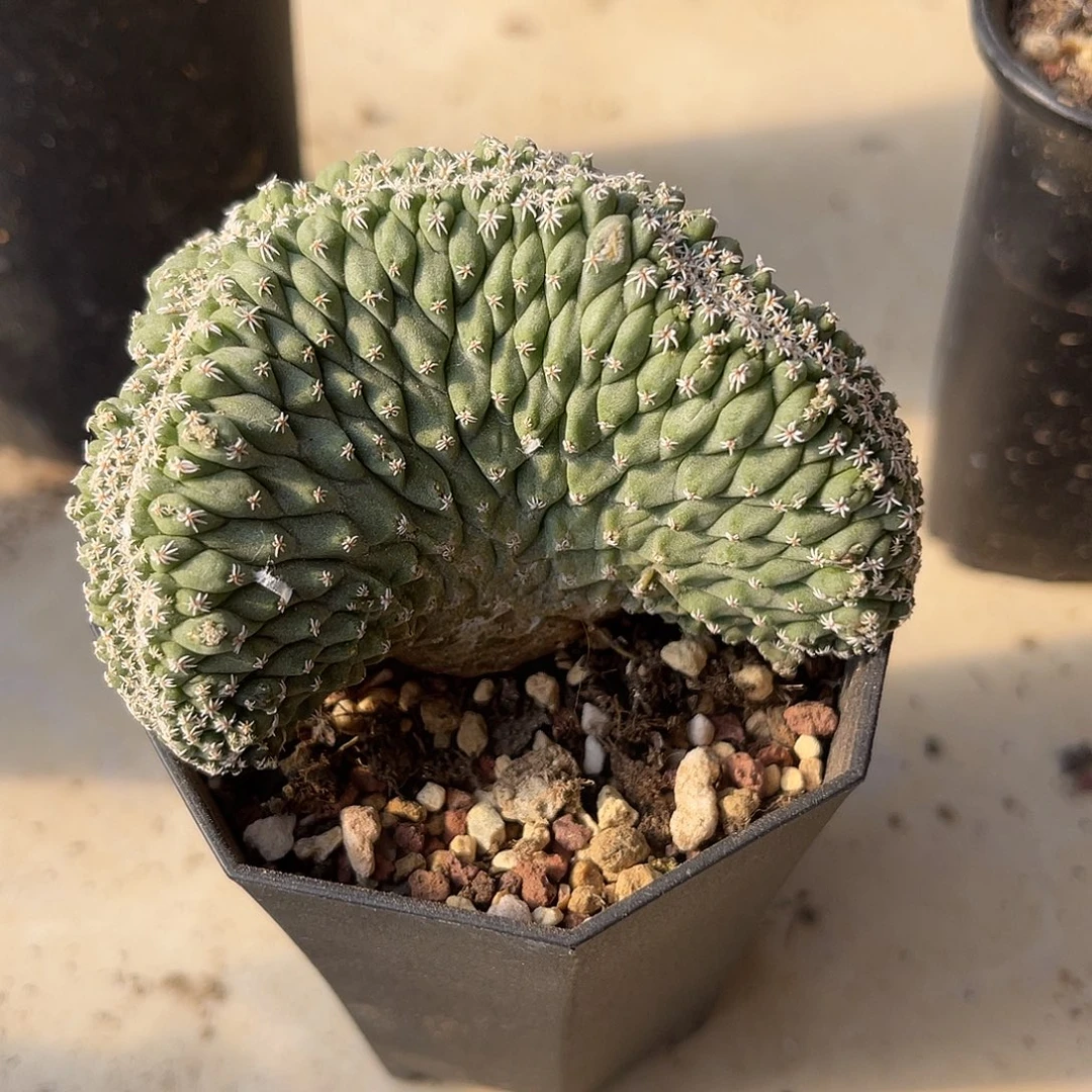 实生菊水缀化仙人球