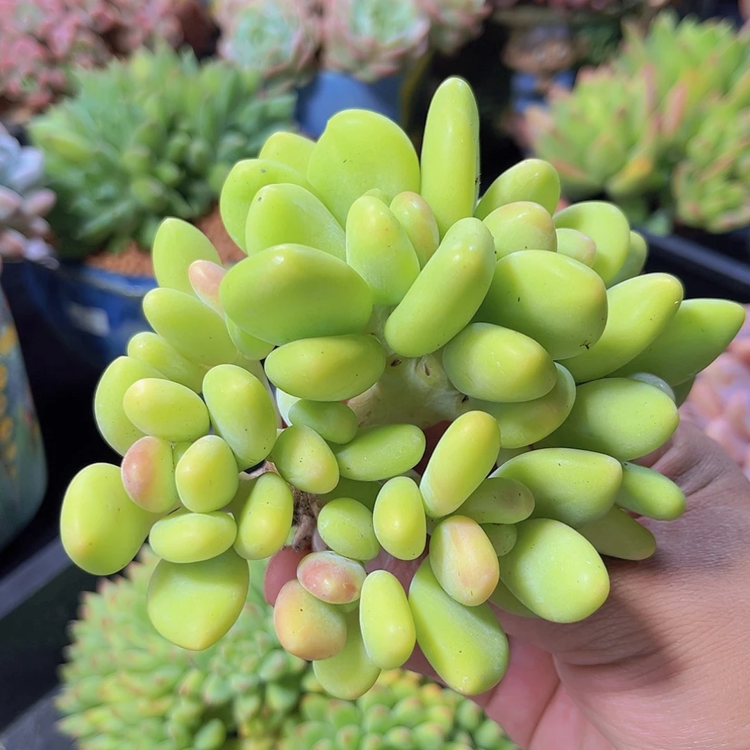 芒果奶多肉植物多肉