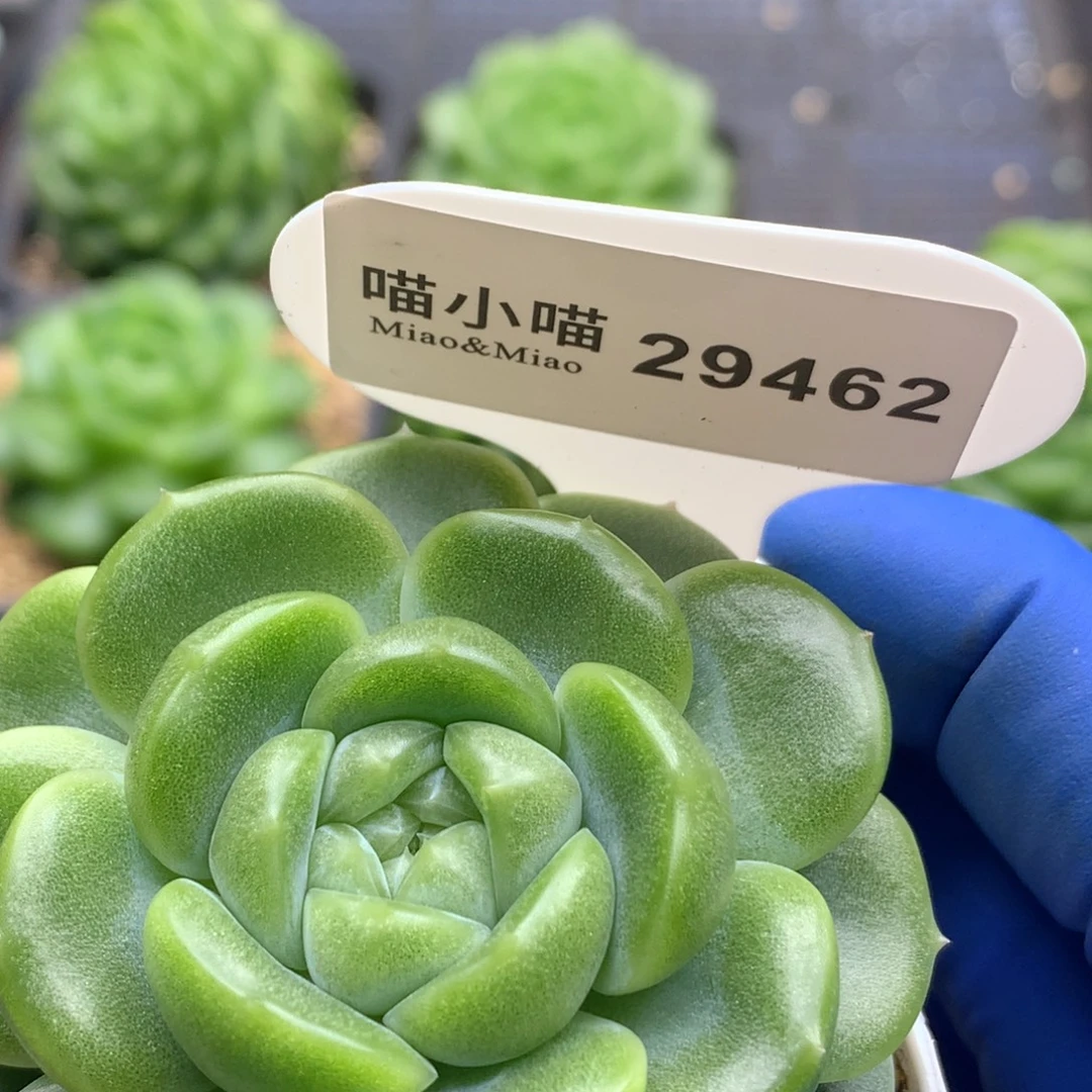 多肉植物杂交珍妮