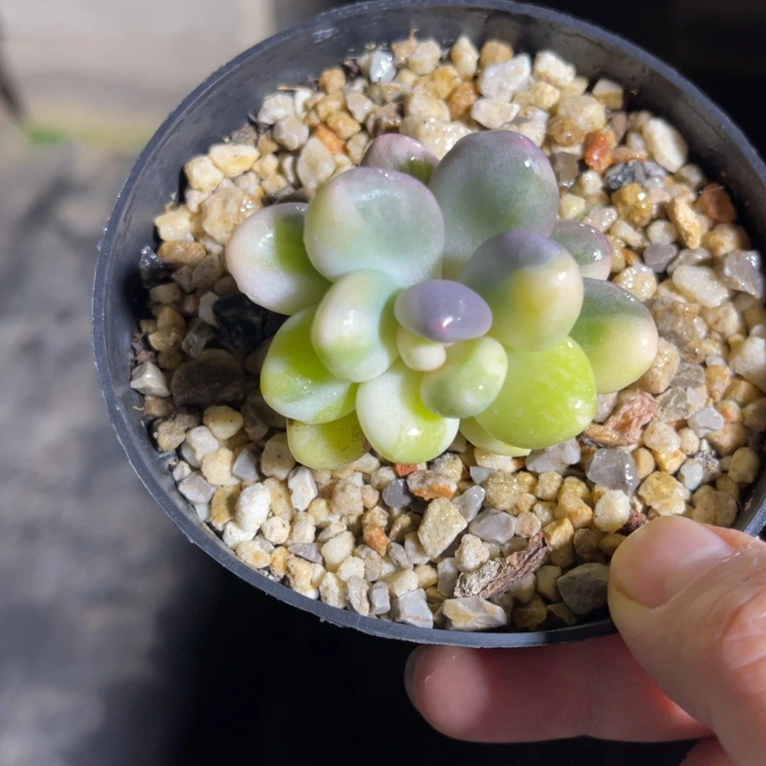 奶酪锦特价 一物一拍不支持退换