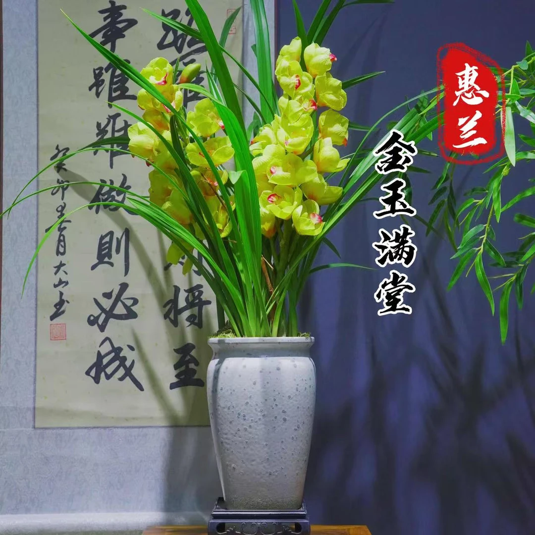 年宵花金玉满堂勤花勤芽带盆种好 好养易活室内办公室客厅盆景