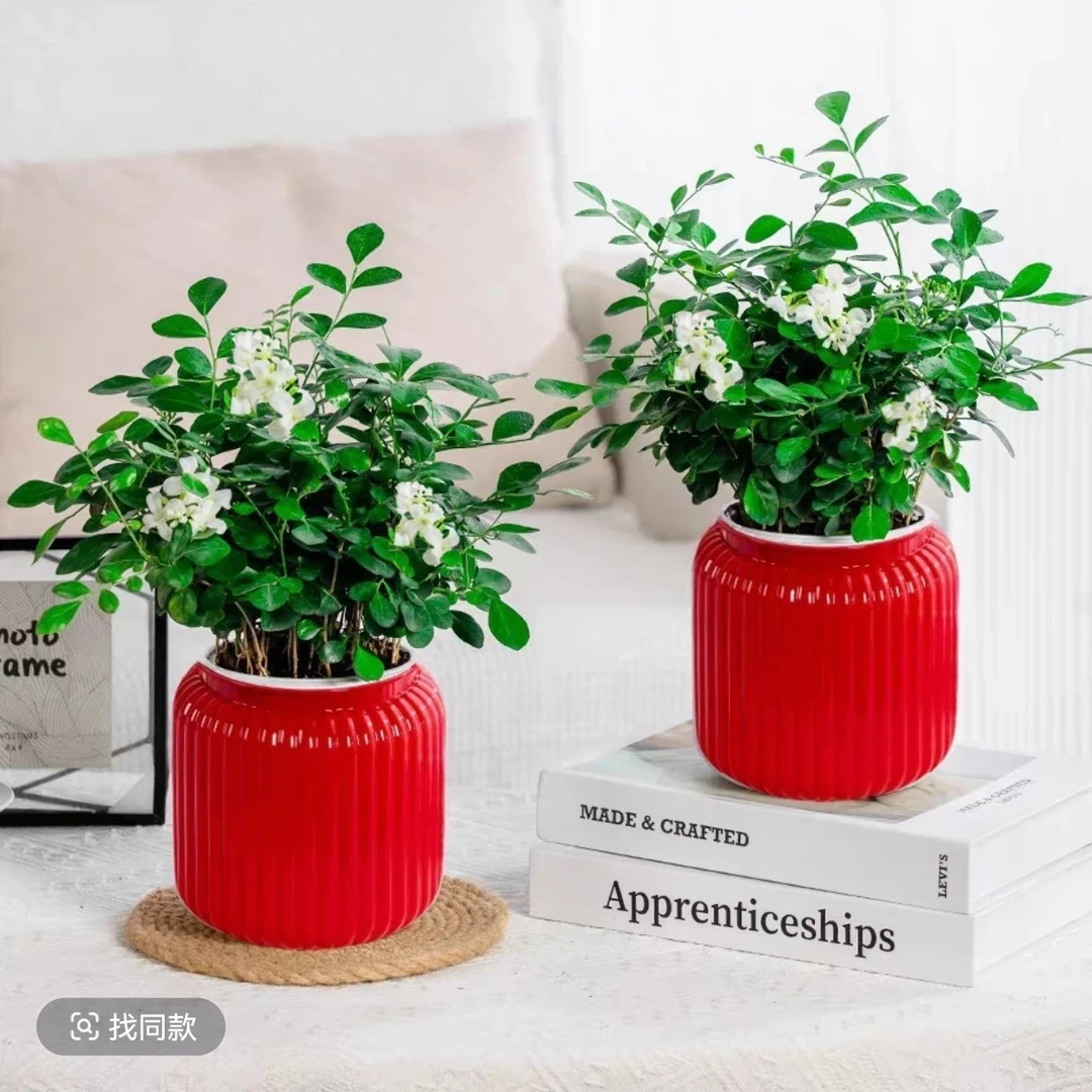 九里香盆栽四季开花水培植物室内外种植好养易活驱蚊绿植