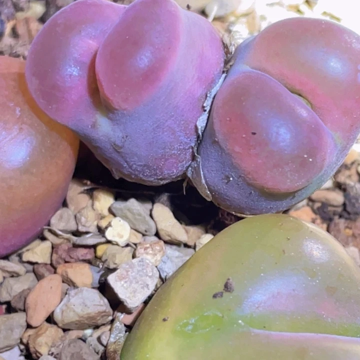 18888969965544455555