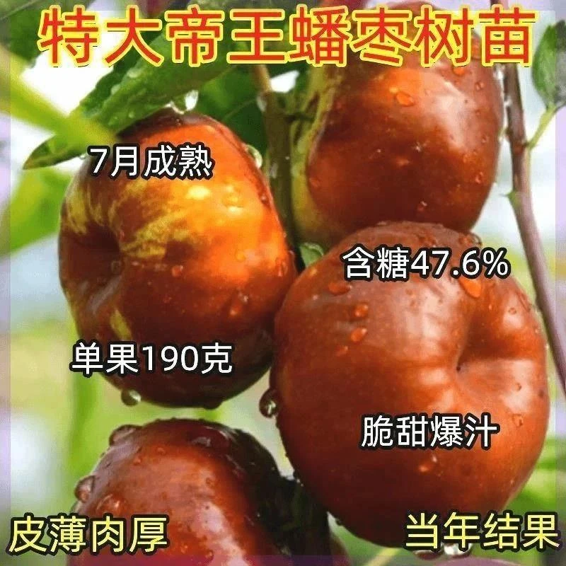 早熟蟠枣树苗新品种枣树苗嫁接特大耐寒盆栽地栽南北种植当年结果