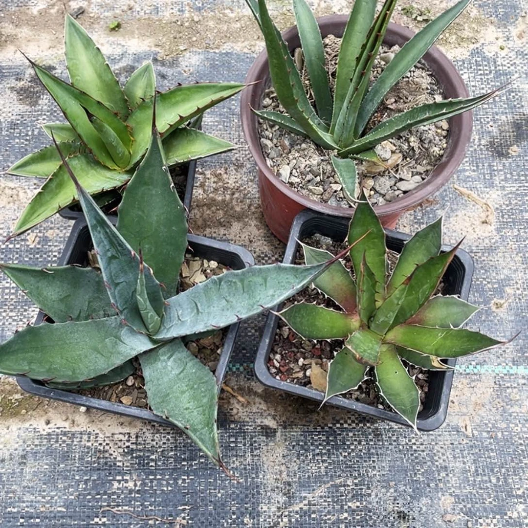 无花朵福利套餐4个品种