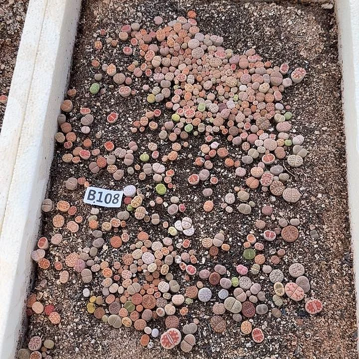 生108石花整筐脱土发货
