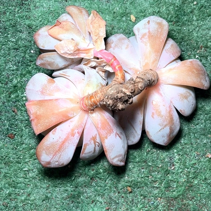 奶茶1号码牌子的话题了解