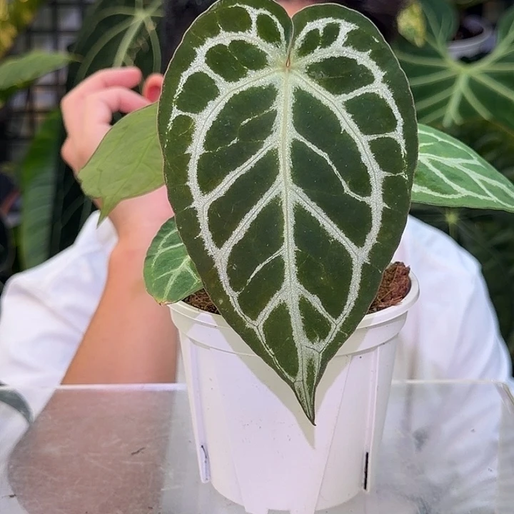 完全开放L53米娜哈撒杂哪吒