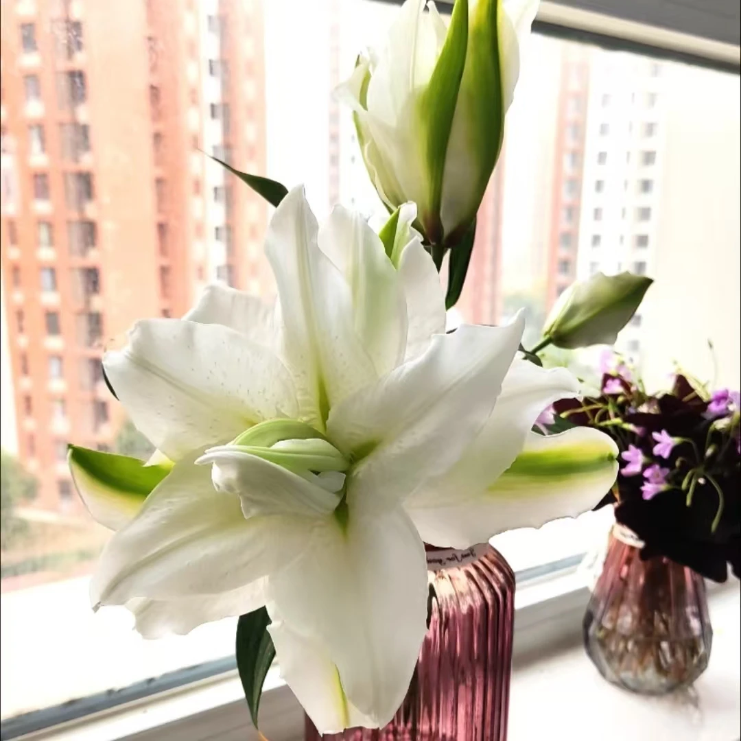 拉蒙娜【重瓣白色百合】 【0度以下气温不拍保温棉不售后】