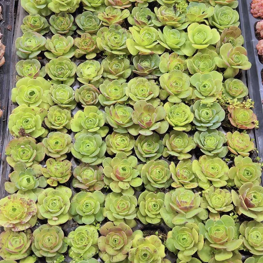 雪英水蜜桃5个19包邮多肉