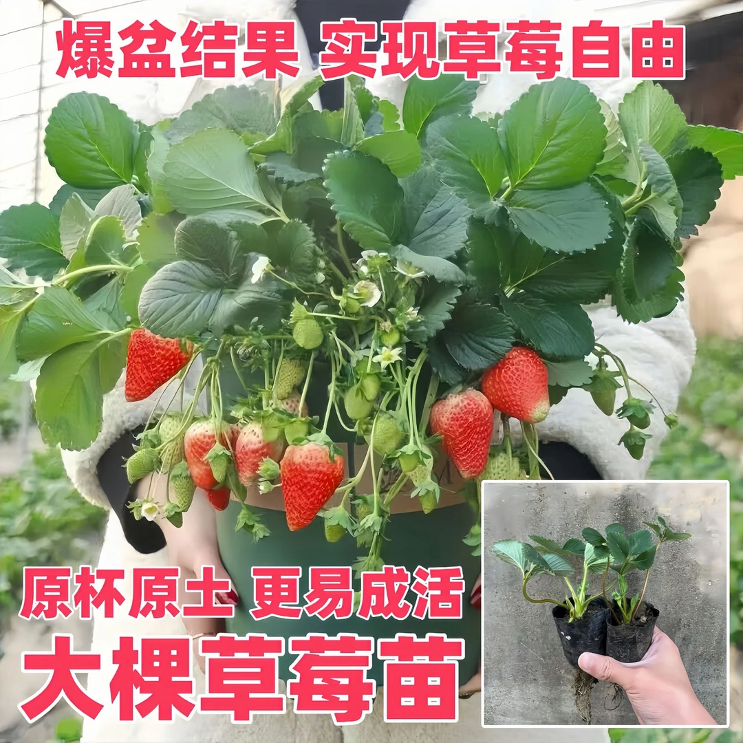 四季结果草莓苗原土盆栽奶油种植玄玉淡雪红颜阳台带土隋珠黑珍珠