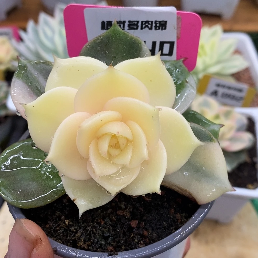 140贝加尔湖哈哈哈哈