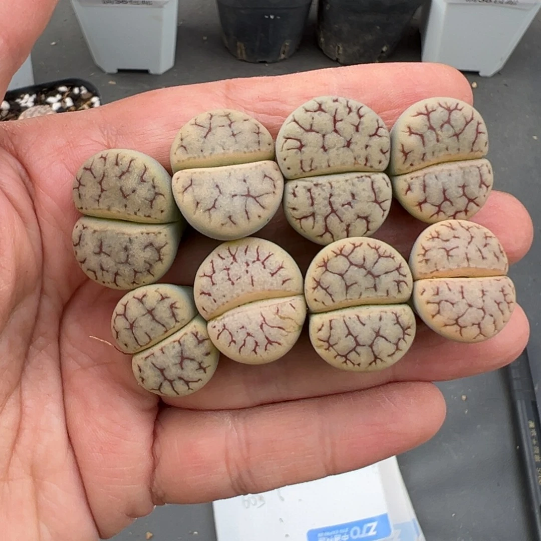 10.17好看的多肉脱土发货618